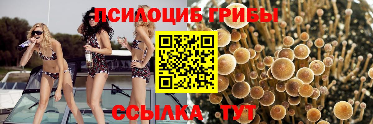 Конаково  Галлюциногенные грибы Psilocybe  Вход с VPN  наркотики  Псилоцибиновые грибы мицелий 